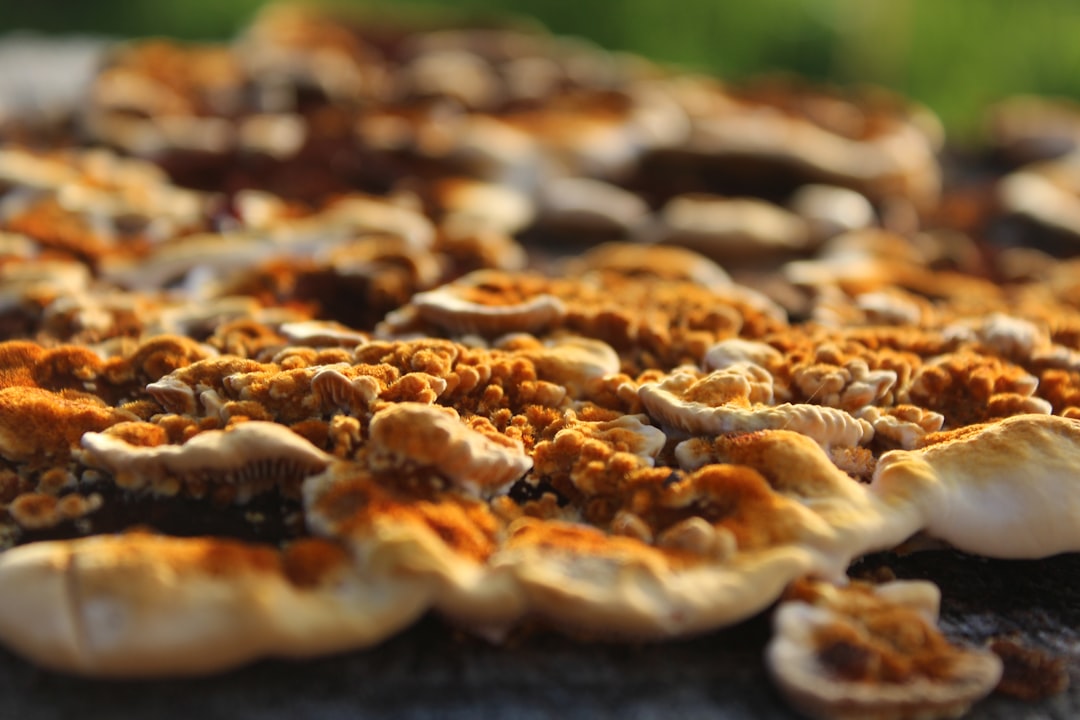 Truffle Mushroom Pizza